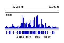 Cell Signaling Technology&nbsp;RNF20 D6E10 XPR Rabbit mAb
