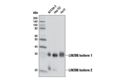 Cell Signaling Technology&nbsp;LIN28B D4H1 Rabbit mAb 100 u