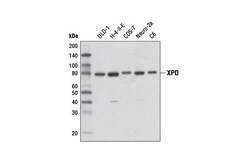 Cell Signaling Technology&nbsp;XPD D3Z6I Rabbit mAb 100 ul