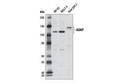 Cell Signaling Technology&nbsp;ADAP Antibody 100 ul