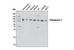 Cell Signaling Technology&nbsp;Oligophrenin-1 Antibody 100 ul