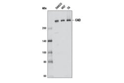 Cell Signaling Technology&nbsp;CAD Antibody 100 ul