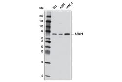 Cell Signaling Technology&nbsp;SENP1 D16D7 Rabbit mAb 100 u