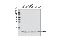 Cell Signaling Technology&nbsp;ENSA D5Z1U Rabbit mAb 100 ul
