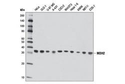 Cell Signaling Technology&nbsp;MDH2 D8Q5S Rabbit mAb 100 ul