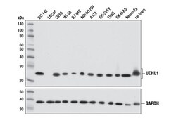 Cell Signaling Technology&nbsp;UCHL1 D8R2I Rabbit mAb 100 u