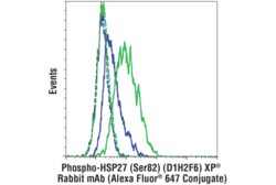 Cell Signaling Technology Phospho-HSP27 Ser82 D1H2F6