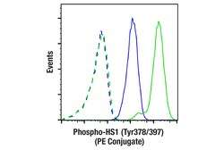 Cell Signaling Technology Phospho-HS1 Tyr378/397 D12C, Quantity: Each of