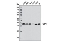 Cell Signaling Technology&nbsp;WBP2 Antibody 100 ul