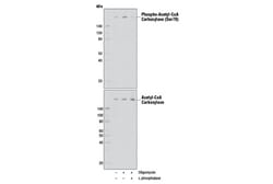 Cell Signaling Technology&nbsp;Phospho-Acetyl-CoA Carboxylase