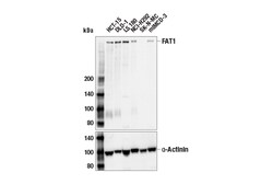 Cell Signaling Technology&nbsp;FAT1 Antibody 100 ul