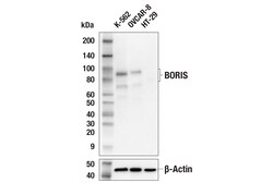 Cell Signaling Technology&nbsp;BORIS F6R3W Rabbit mAb 100 u