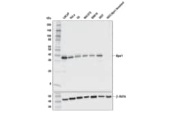 Cell Signaling Technology&nbsp;Ape1 E5Y2C Rabbit mAb 100 ul