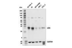 Cell Signaling Technology&nbsp;dCK Antibody 100 ul