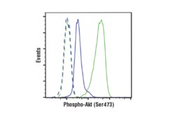 Cell Signaling Technology Phospho-Akt Isoform Antibody S