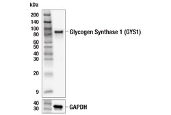 Cell Signaling Technology&nbsp;Glycogen Synthase 1 GYS1 F4