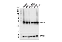 Cell Signaling Technology&nbsp;CAPZB E4H6C Rabbit mAb 100 u