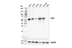 Cell Signaling Technology&nbsp;RIP3 E7A7F XPR Rabbit mAb