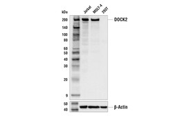 Cell Signaling Technology&nbsp;DOCK2 Antibody 100 ul