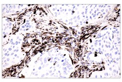 Cell Signaling Technology&nbsp;SignalStain R  Deep Black Pero