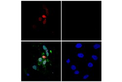Cell Signaling Technology&nbsp;TUNEL Assay Kit  Fluorescence