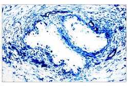 Cell Signaling Technology&nbsp;SignalStain R  Ultra Blue Alka