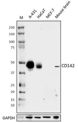 Biolegend Purified anti-CD142