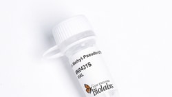 New England Biolabs, Inc.&nbsp;N1-Methyl-Pseudouridine-5-Triphosphate (N1-Methyl-Pseudo-UTP) - 10 umol