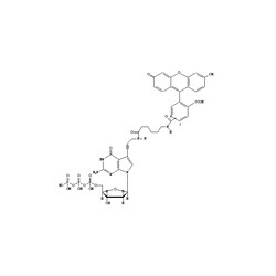 Revvity Health Sciences Inc Fluorescein-12-dGTP