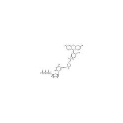 Revvity Health Sciences Inc Fluorescein-12-ddCTP