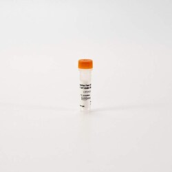 Revvity Health Sciences Inc&nbsp;PhenoVue Fluor 555 - Live Cell Tubulin Stain