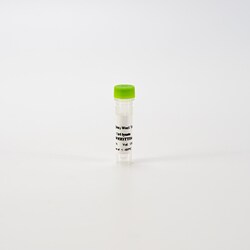 Revvity Health Sciences Inc HTRF Human & Mouse Total Wee1 Detection Kit, Control Lysate