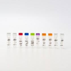 Revvity Health Sciences Inc&nbsp;HTRF Human & Mouse Total CDK5 Detection Kit, 50,000 Assay Points