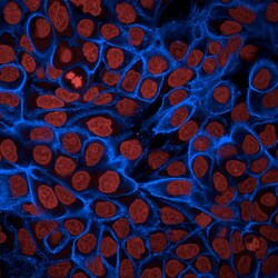 Revvity Health Sciences Inc&nbsp;PhenoVue Fluor 405 - Goat Anti-Mouse Antibody Highly Cross-Adsorbed