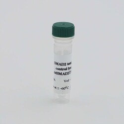 Revvity Health Sciences Inc&nbsp;HTRF Human & Mouse Total SMAD2 Detection Kit, Control Lysate