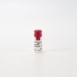 Revvity Health Sciences Inc HTRF Anti-VHH Tb-Antibody, 5,000 Assay Points