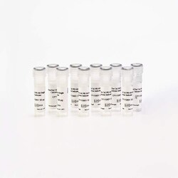 Revvity Health Sciences Inc PhenoVue Cal-590 AM Bright, Calcium Indicator