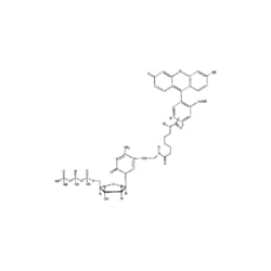 Revvity Health Sciences Inc Fluorescein-12-dCTP