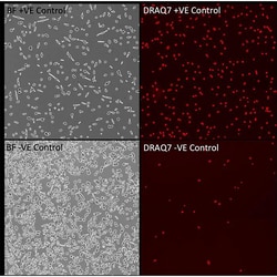 Revvity Health Sciences Inc&nbsp;PhenoVue DRAQ7Â Dead Cell Nuclear Stain, 1 mLÂ 