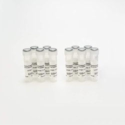 Revvity Health Sciences Inc&nbsp;PhenoVue Probenecid, Ready To Use