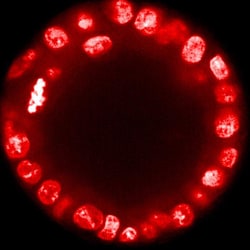 Revvity Health Sciences Inc PhenoVue DRAQ5Â Total Cell Nuclear Stain, 200 ÂµLÂ 