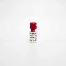 Revvity Health Sciences Inc HTRF Strep-Tactin Eu-Conjugate, 20,000 Assay Points