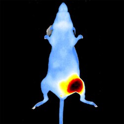 Revvity Health Sciences Inc&nbsp;IVISense Oncology Fluorescent Imaging Panel