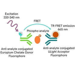 Revvity Health Sciences Inc&nbsp;LANCE <em>Ultra</em> Phospho-AKT1/2/3 (Thr308) Detection Kit, 500 Assay Points
