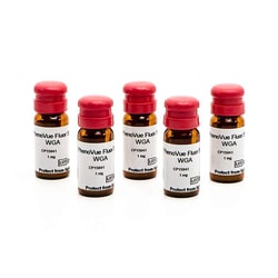 Revvity Health Sciences Inc PhenoVue Fluor 594 - WGA
