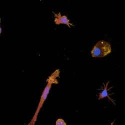 Revvity Health Sciences Inc PhenoVue Microglia Differentiation Staining Kit 1x384