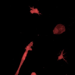 Revvity Health Sciences Inc&nbsp;PhenoVue anti-IBA1 antibody 100X