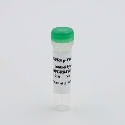 Revvity Health Sciences Inc HTRF Human Phospho-FGFR4 (Tyr642) Detection Kit, Control Lysate
