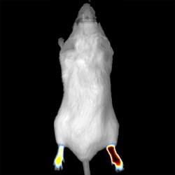 Revvity Health Sciences Inc IVISense Inflammation Fluorescent Imaging Panel