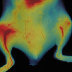 Revvity Health Sciences Inc&nbsp;IVISense Vascular Fluorescent Imaging Panel